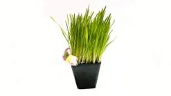 Thunder Acres Cat Grass Blend, Wheat, Barley, Oats, And Rye Mix, Non-GMO, Certified Organic, Bonus CAT Toy (5 LB) -Greenies Pet Store 31Zhf0n5V4L