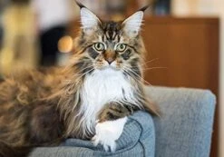 Nulo Freeze Dried Raw Cat Food Variety Pack: Natural Grain Free Formula With GanedenBC30 Probiotics For Digestive & Immune Health - All Ages & Breeds - 2 X 3.5oz Bags (Chicken/Salmon & Turkey/Duck) 12 Nulo Freeze Dried Raw Cat Food Variety Pack: Natural Grain Free Formula With GanedenBC30 Probiotics For Digestive & Immune Health - All Ages & Breeds - 2 X 3.5oz Bags (Chicken/Salmon & Turkey/Duck) -Greenies Pet Store 4107DGIIP1L