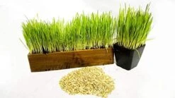 Thunder Acres Cat Grass Blend, Wheat, Barley, Oats, And Rye Mix, Non-GMO, Certified Organic, Bonus CAT Toy (5 LB) -Greenies Pet Store 414QiW93aiL. AC