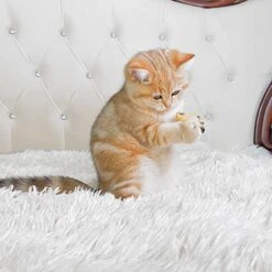 Purina Dentalife Dental Cat Treats 2 Flavor 4 Pouch Variety, 2 Each: Tasty Chicken, Savory Salmon (1.8 Ounces) | Plus 2 Catnip Toys Bundle -Greenies Pet Store 41cvuyxKFZL