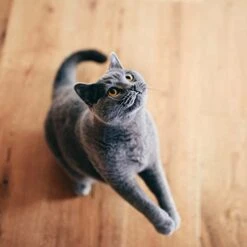 Purina Dentalife Dental Cat Treats 2 Flavor 4 Pouch Variety, 2 Each: Tasty Chicken, Savory Salmon (1.8 Ounces) | Plus 2 Catnip Toys Bundle -Greenies Pet Store 41sx2U2UMaL 1