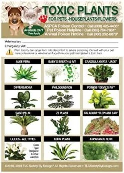 TLC Safety By Design Enhanced Toxic Plants Flowers TRADEMARKED Poison For Pets Dogs Cats Emergency Home Alone 5” X 7” Veterinarian Approved Refrigerator Safety Magnet (Qty. 1) -Greenies Pet Store 51BSrcvZNL. AC 1