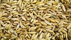 Thunder Acres Cat Grass Blend, Wheat, Barley, Oats, And Rye Mix, Non-GMO, Certified Organic, Bonus CAT Toy (5 LB) -Greenies Pet Store 51J8VB2tYiL