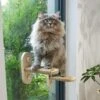 PETKARAY Cat Window Shelf, Original Cat Window Perch Hammock, Durable Cat Seat For Window Sill, Sturdy Indoor Window Stairs For Large Cats 2 PETKARAY Cat Window Shelf, Original Cat Window Perch Hammock, Durable Cat Seat For Window Sill, Sturdy Indoor Window Stairs For Large Cats -Greenies Pet Store 51p8woFh4ML