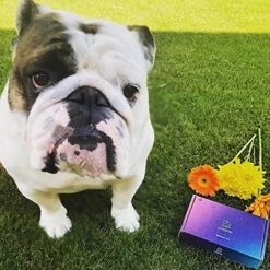 LifeShip Pet Moon Kit – Send Your Pet’s DNA To The Moon – Cat And Dog Memorial Gift – Gifts For Cat And Dog Lovers – Dog DNA Kit For Your Pet – Space Gifts -Greenies Pet Store 51rRPYnNgHL