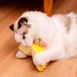 Durian Multifunctional Toys,Durian Cat Scratcher, Durian Shell Cat, Massaging And Removing Floating Hair Cat Dog Toys (2 Pcs) -Greenies Pet Store 51rRsW2ie3L