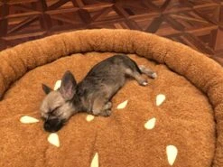 TONBO Soft Plush Small Cute And Cozy Food Dog Cat Bed, Washer And Dryer Friendly (Burger) -Greenies Pet Store 51sI4HkFzmL