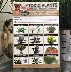 TLC Safety By Design Enhanced Toxic Plants Flowers TRADEMARKED Poison For Pets Dogs Cats Emergency Home Alone 5” X 7” Veterinarian Approved Refrigerator Safety Magnet (Qty. 1) -Greenies Pet Store 61zKXpeQw5L